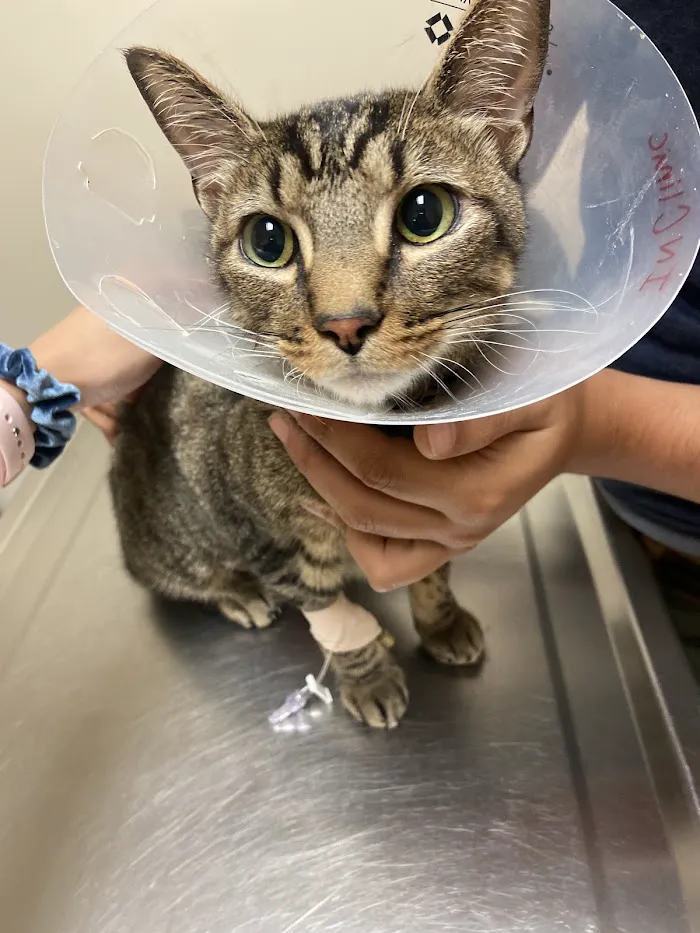 Williamsburg Veterinary Clinic 12