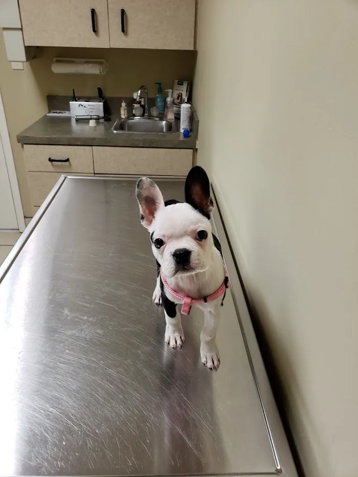 Williamsburg Veterinary Clinic 12