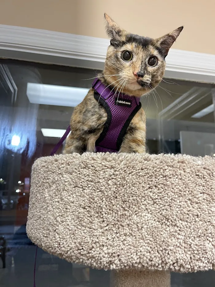 Dr. Phillips Animal Hospital 12