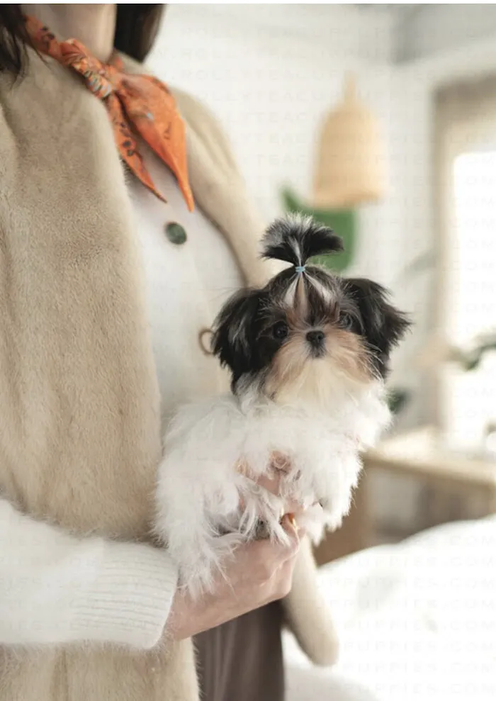 Dr. Phillips Animal Hospital 12