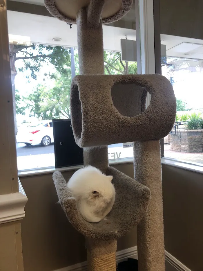 Dr. Phillips Animal Hospital 12