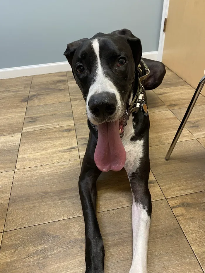 Dr. Phillips Animal Hospital 12