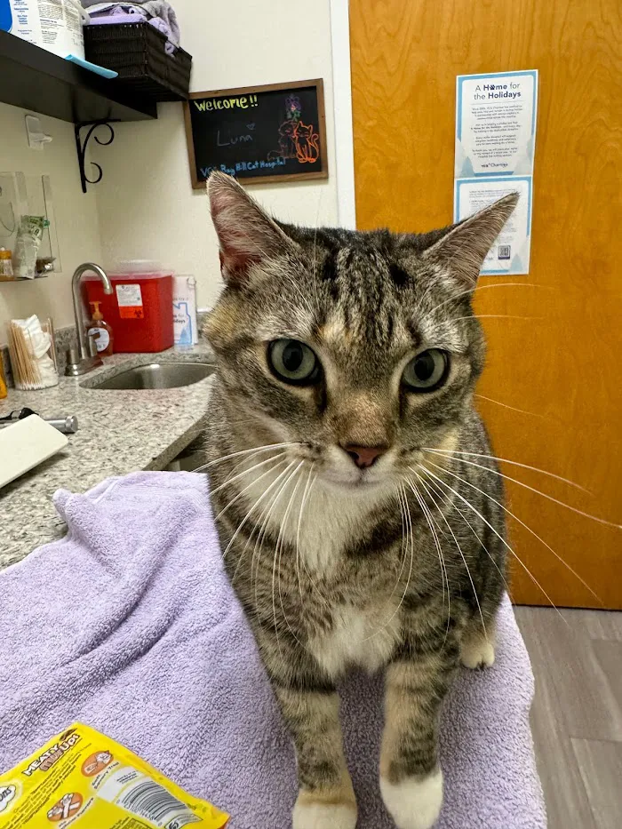 VCA Bay Hill Cat Hospital 2