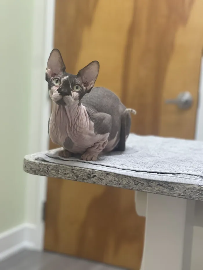 VCA Bay Hill Cat Hospital 5