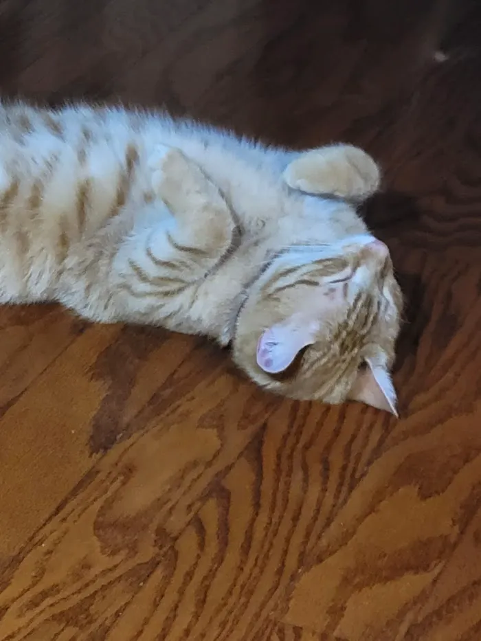 VCA Bay Hill Cat Hospital 4