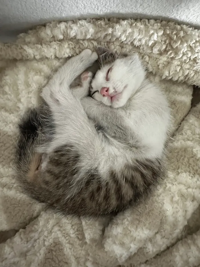VCA Bay Hill Cat Hospital 8