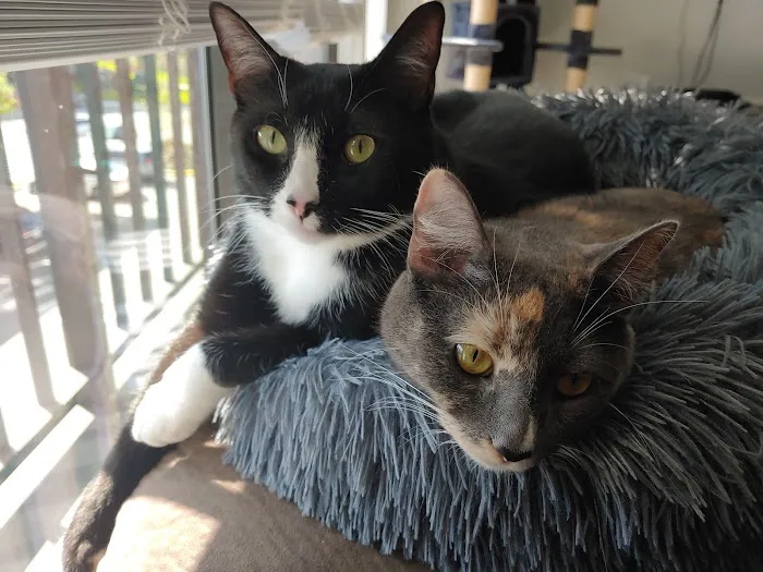 VCA Bay Hill Cat Hospital 9