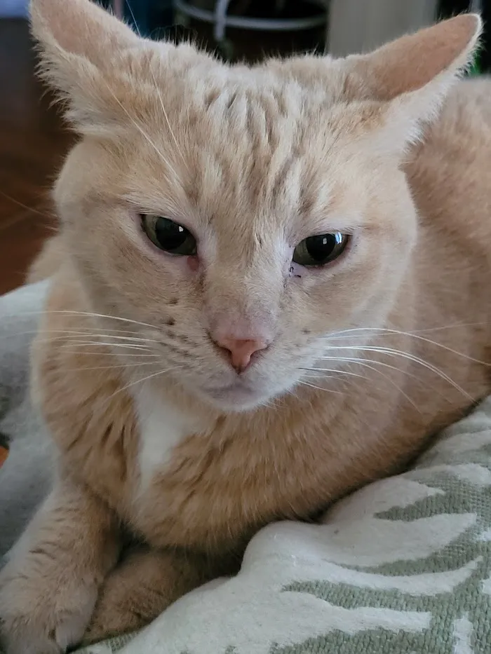 VCA Bay Hill Cat Hospital 10