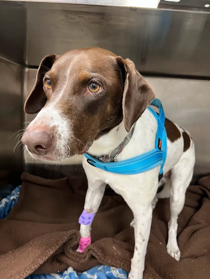 Hamlin Animal Hospital 1