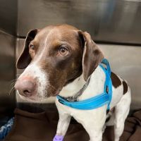 Hamlin Animal Hospital ico