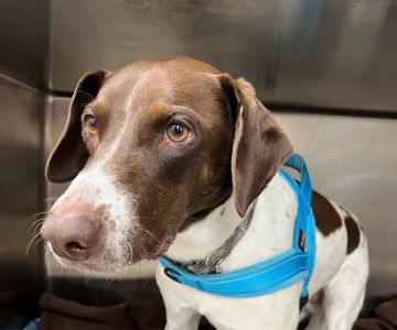 Hamlin Animal Hospital