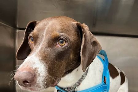 Hamlin Animal Hospital