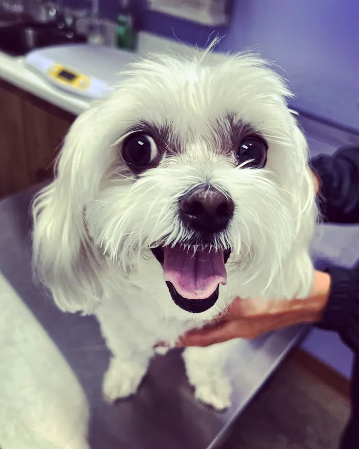 Hamlin Animal Hospital 7