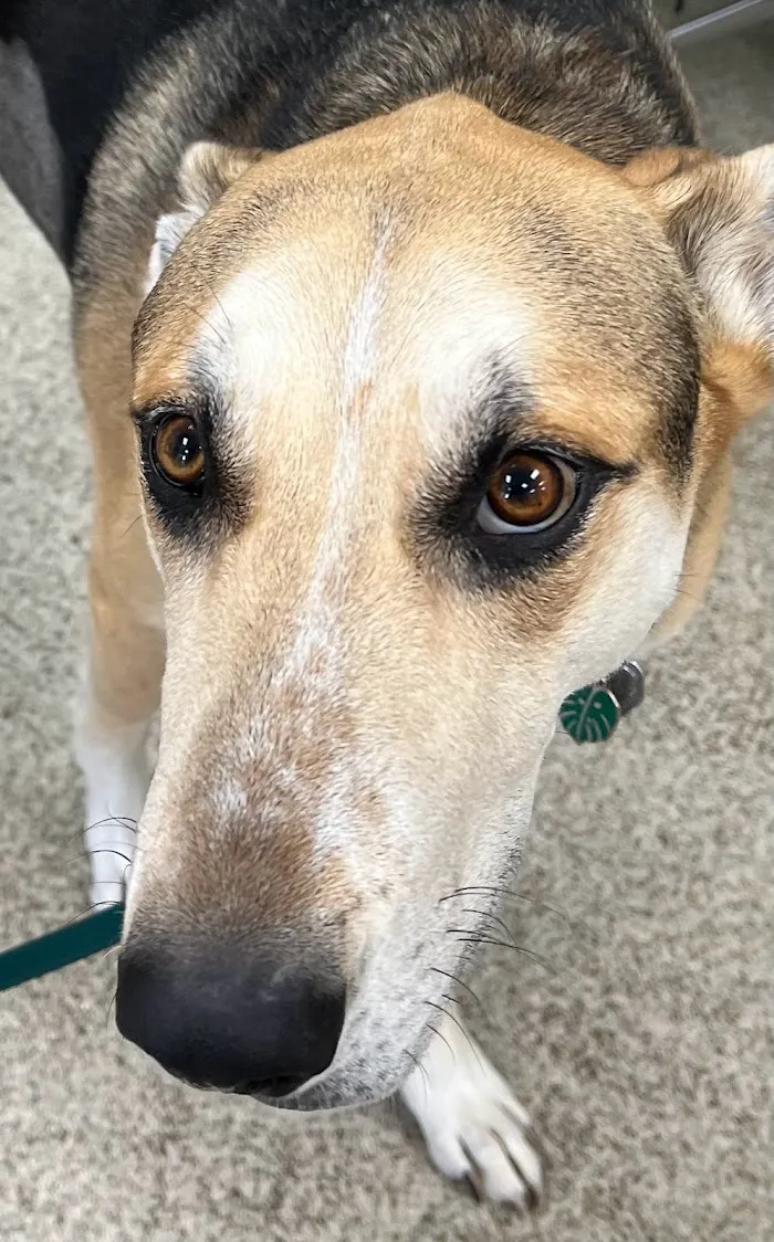 Hamlin Animal Hospital 8