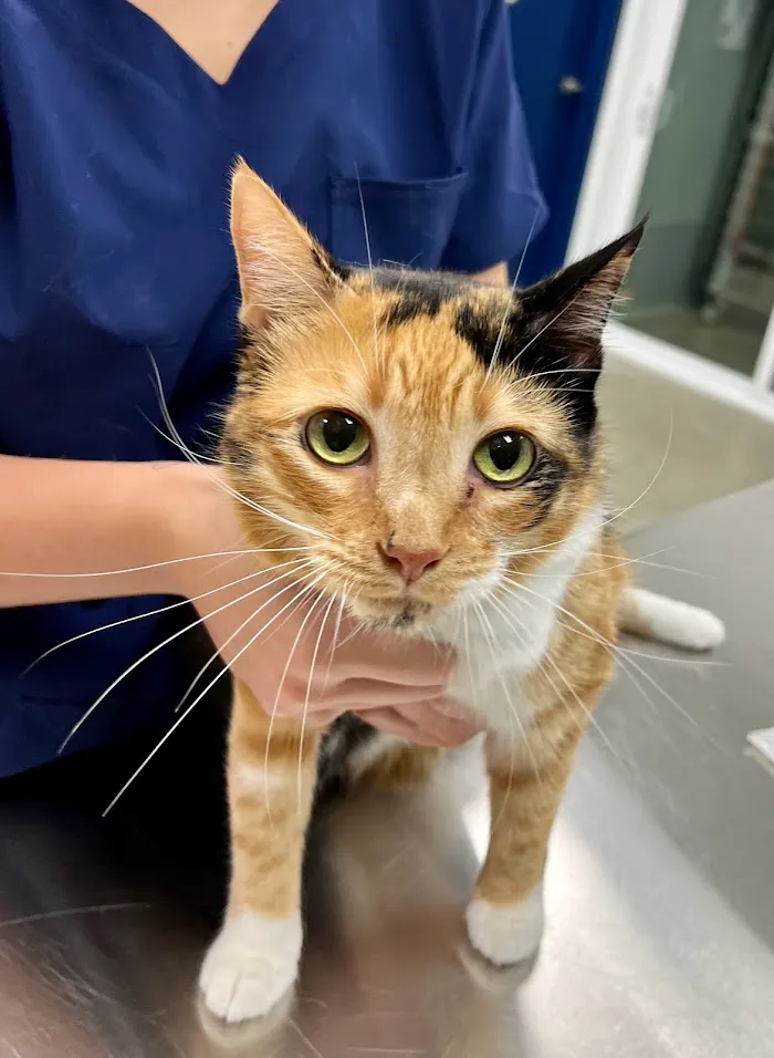 Hamlin Animal Hospital 3