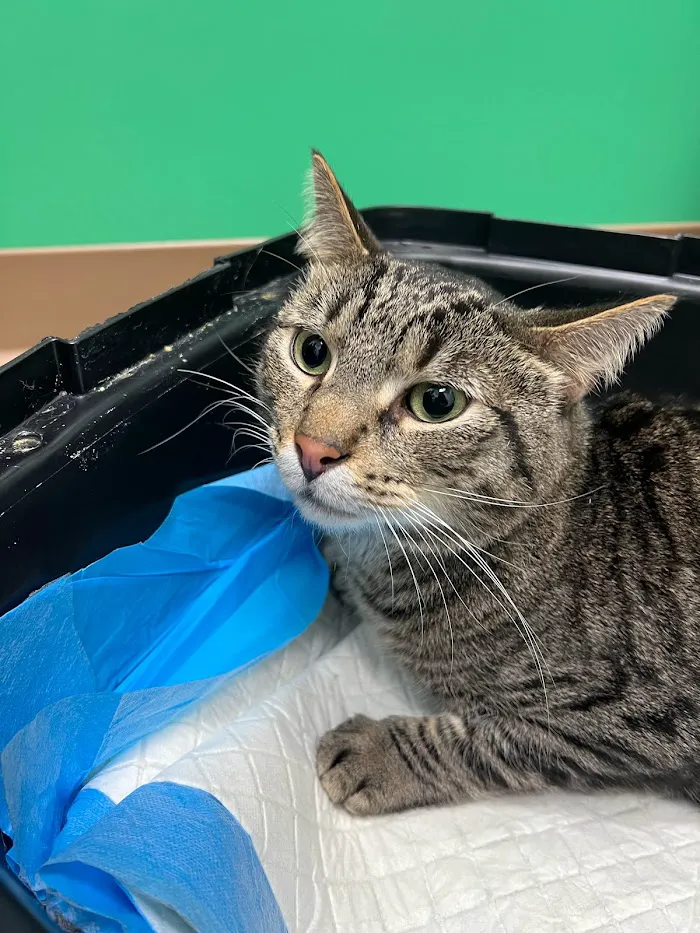 Hamlin Animal Hospital 10