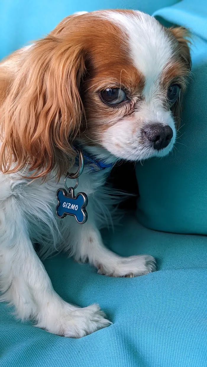 Polo Park Animal Hospital 12