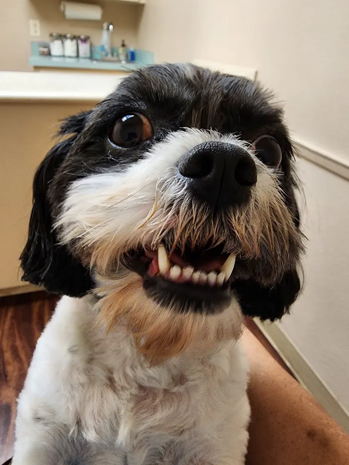 Polo Park Animal Hospital 12