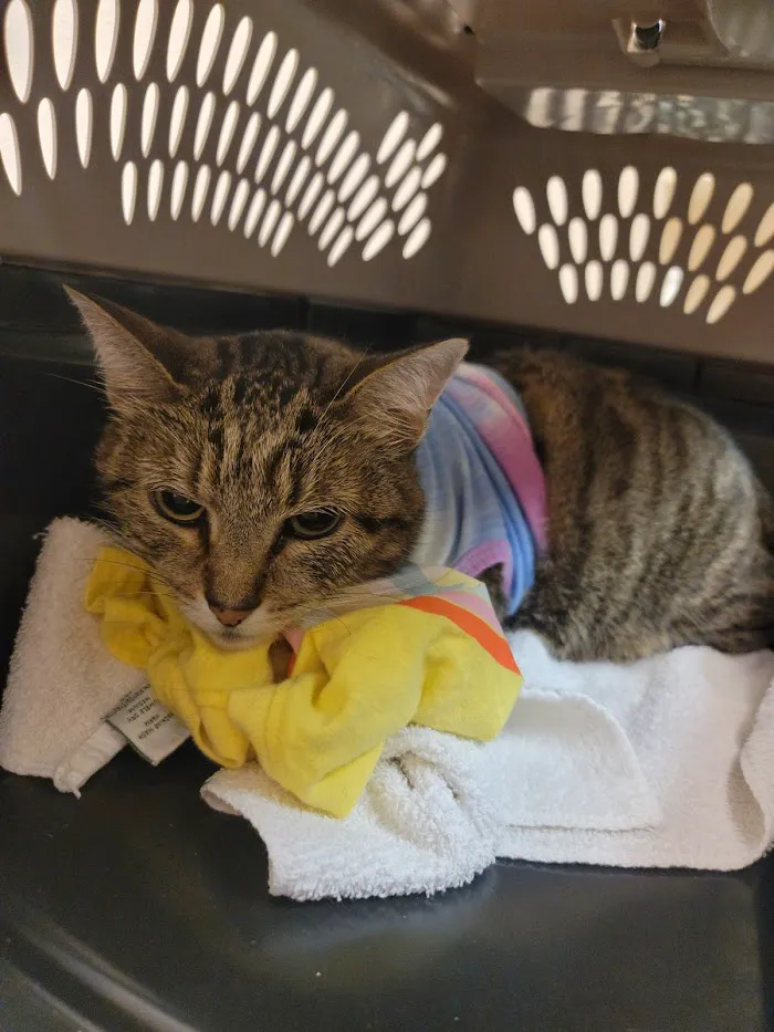 Polo Park Animal Hospital 12