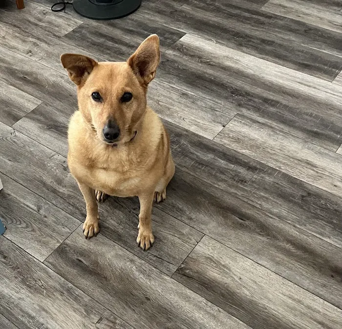 Paws & Claws Veterinary Clinic LLC 12