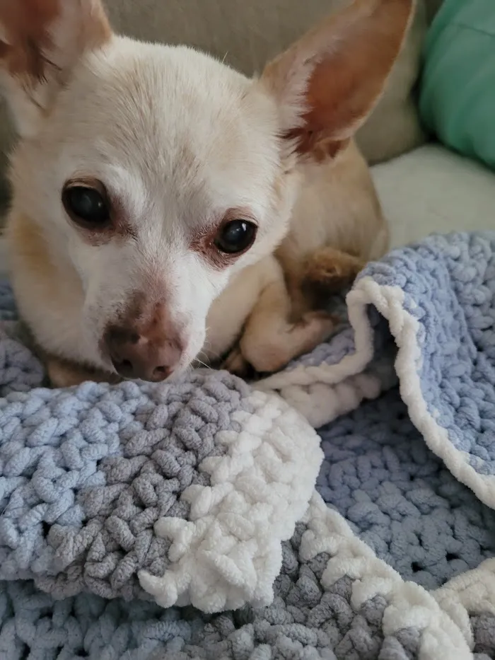 Paws & Claws Veterinary Clinic LLC 12
