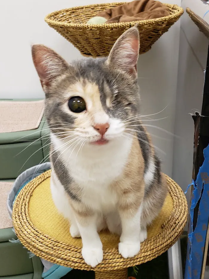 Paws & Claws Veterinary Clinic LLC 12