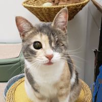 Paws & Claws Veterinary Clinic LLC ico