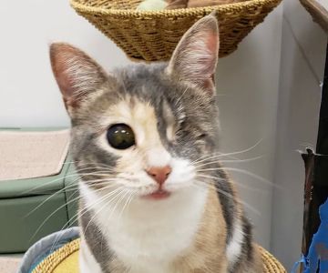 Paws & Claws Veterinary Clinic LLC