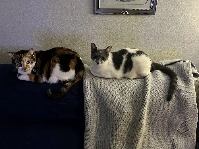 Paws & Claws Veterinary Clinic LLC 12