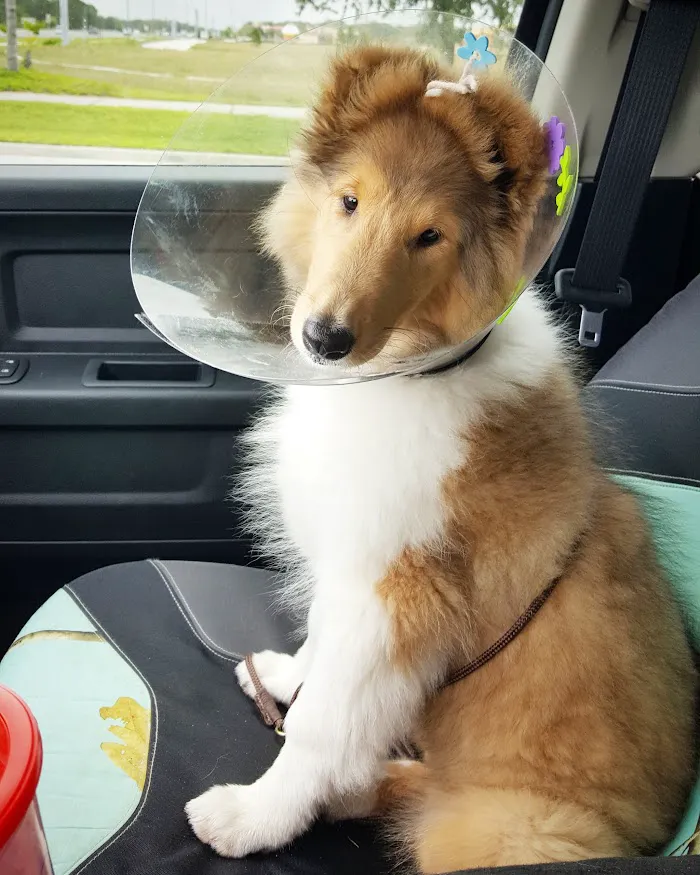 Paws & Claws Veterinary Clinic LLC 12