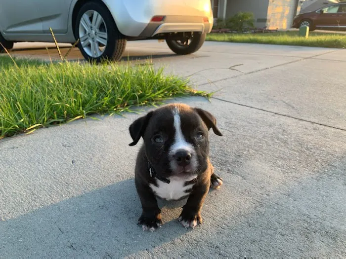 Tavares Crossroads Veterinary Clinic 4