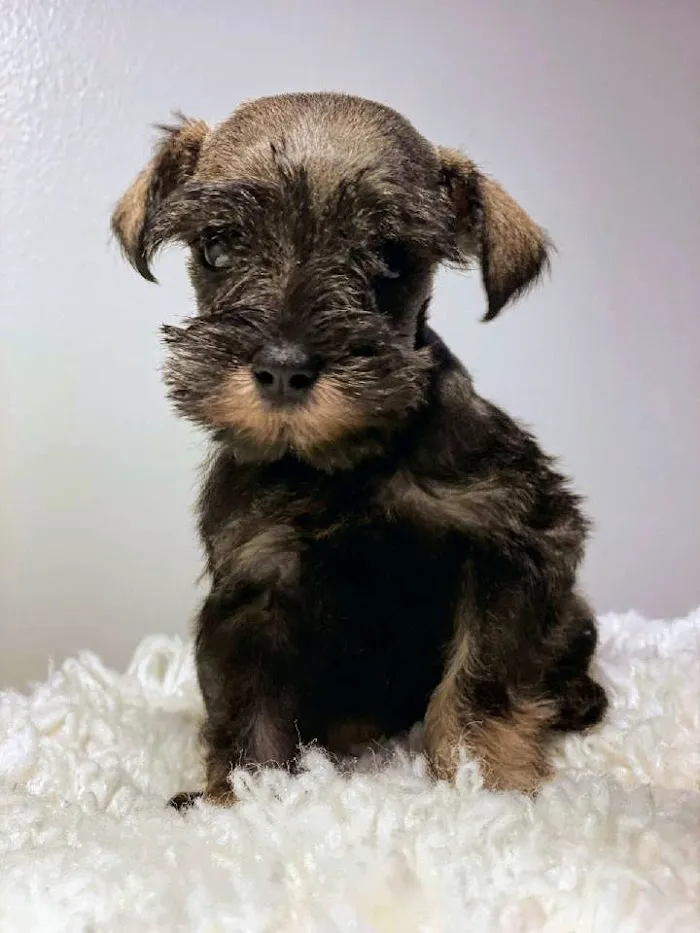 Tavares Crossroads Veterinary Clinic 7