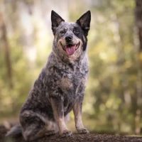 Tavares Crossroads Veterinary Clinic ico