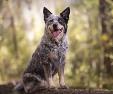 Tavares Crossroads Veterinary Clinic