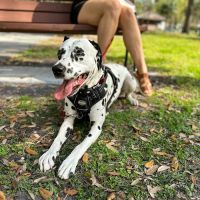 Mount Dora Veterinary Hospital ico