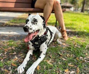 Mount Dora Veterinary Hospital