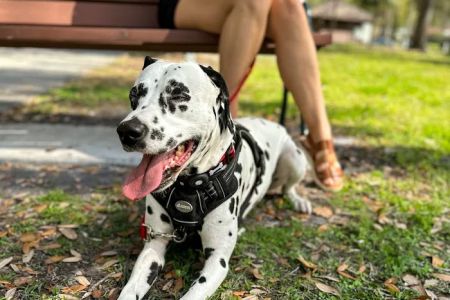 Mount Dora Veterinary Hospital