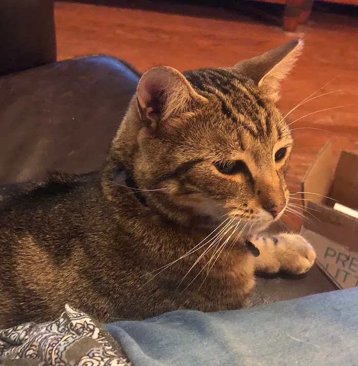 Mount Dora Veterinary Hospital 12