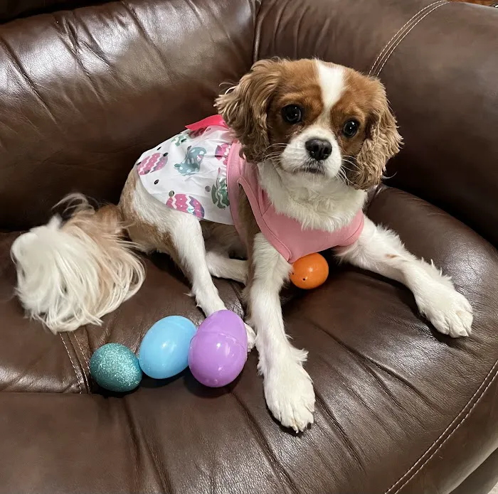 Mount Dora Veterinary Hospital 12