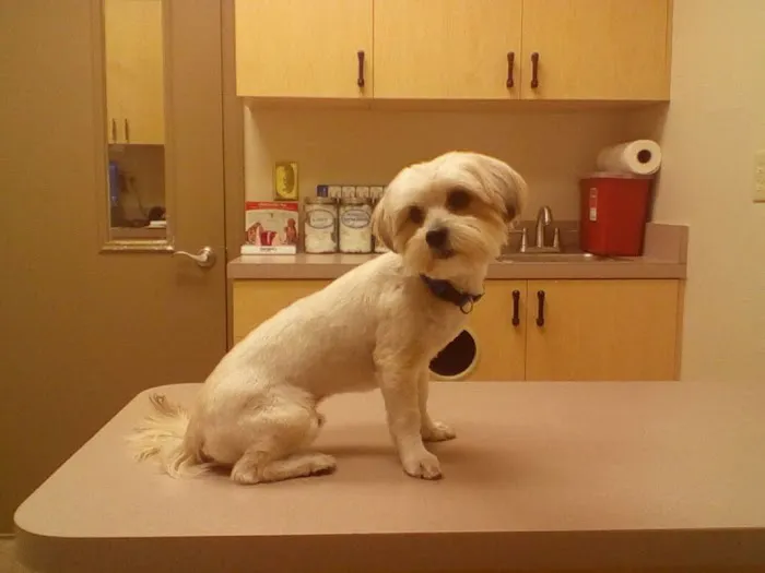 Four Corners Animal Clinic 12