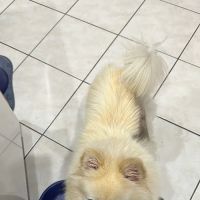 Four Corners Animal Clinic ico