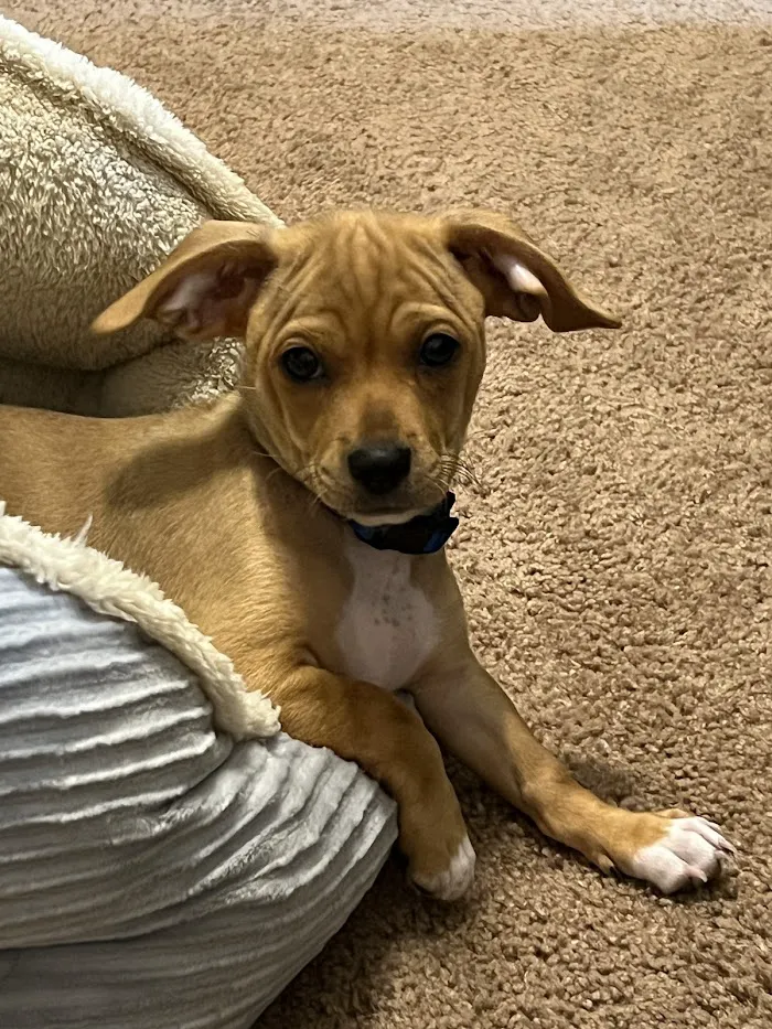 Affordable Pet Care at Four Corners 12
