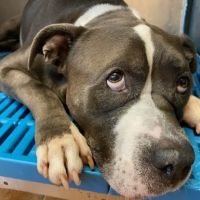 Veterinary Trauma Center ico