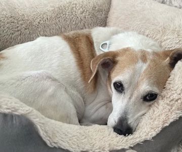 You've Got a Friend Low Cost Pet Clinic