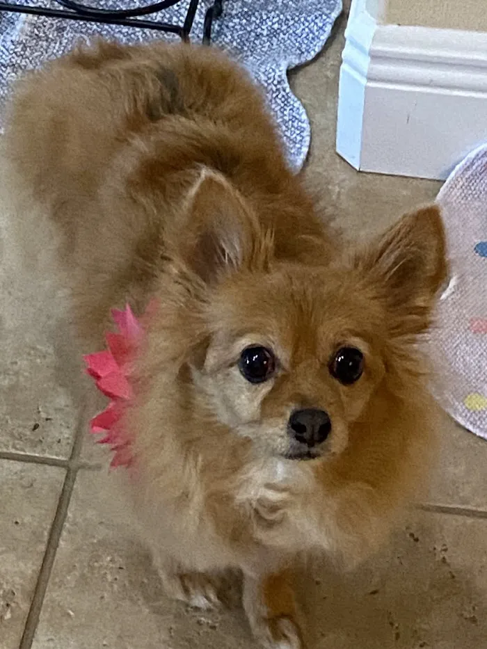 Lakeridge Animal Hospital 2