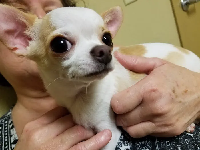South Lake Animal Hospital 12