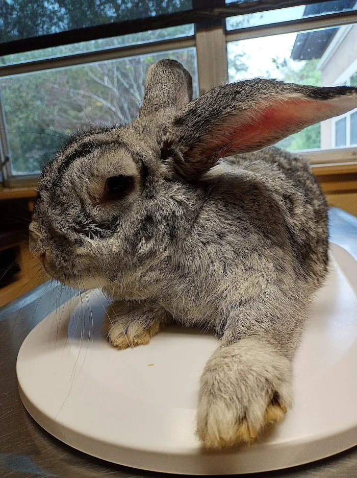 South Lake Animal Hospital 12