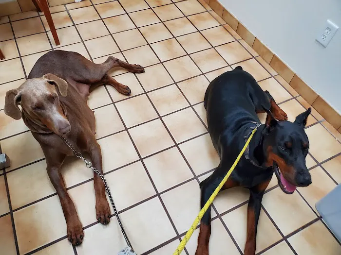 Deltona Animal Medical Center 4