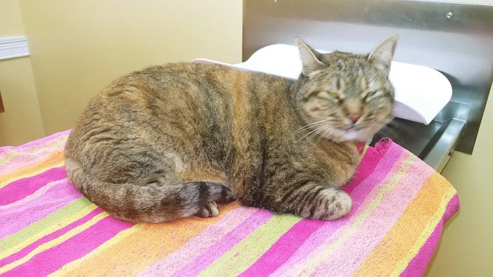 Deltona Animal Medical Center 8