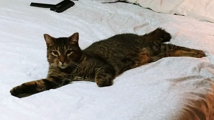 Deltona Animal Medical Center 6